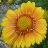 Gaillardia Arizona Apricot